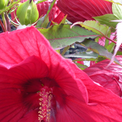 Rose Mallow